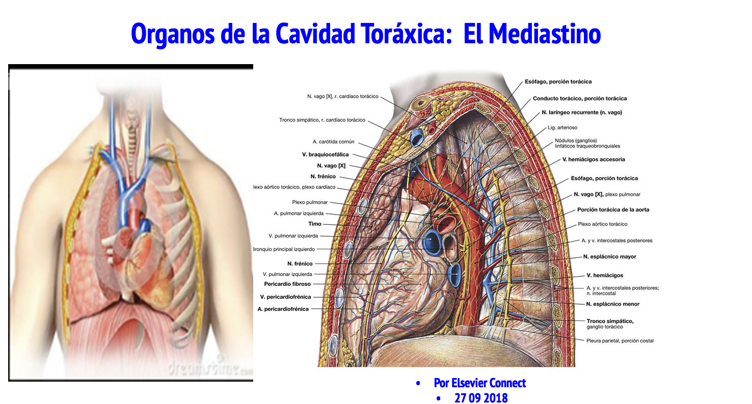 mediastino